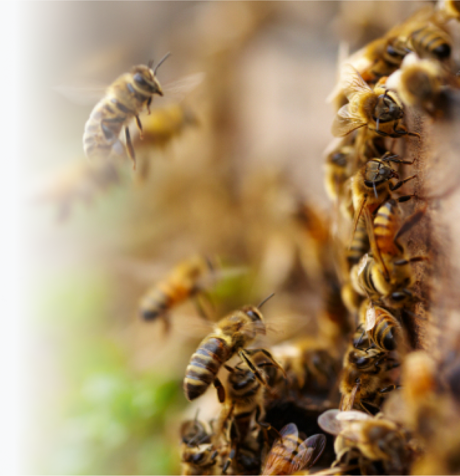 Bee Control Inner West Bee Control Inner West