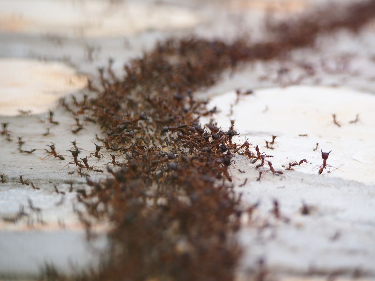 Knockdown Pest Control Sydney