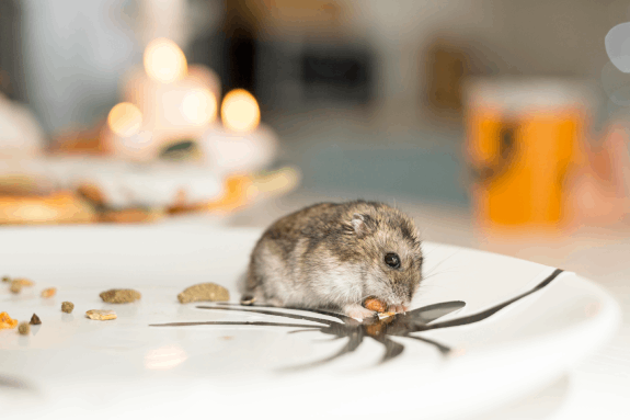 Knockdown Pest Control Sydney
