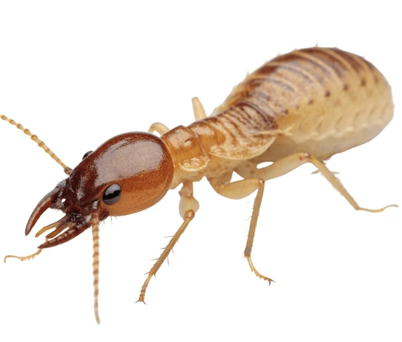 Knockdown Pest Control Sydney