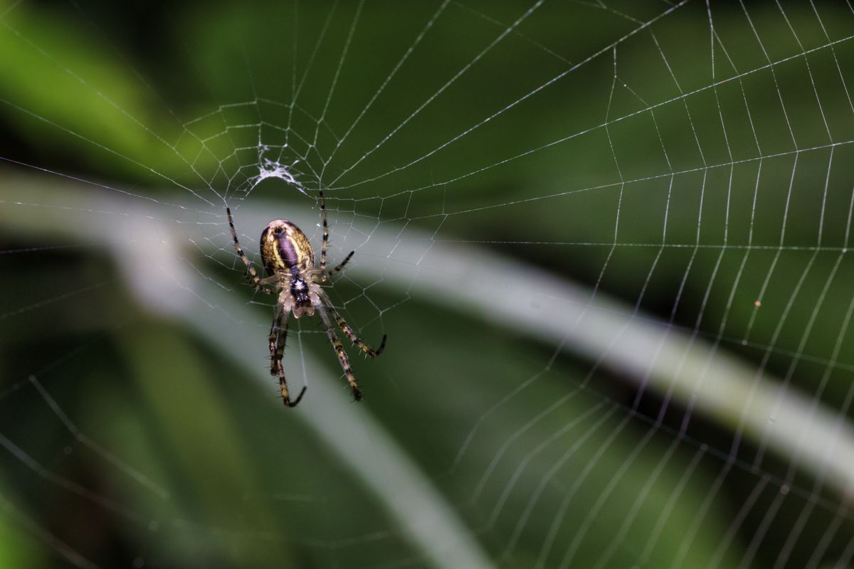 Knockdown Pest Control Sydney