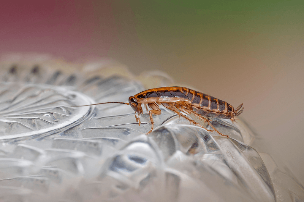 Knockdown Pest Control Sydney