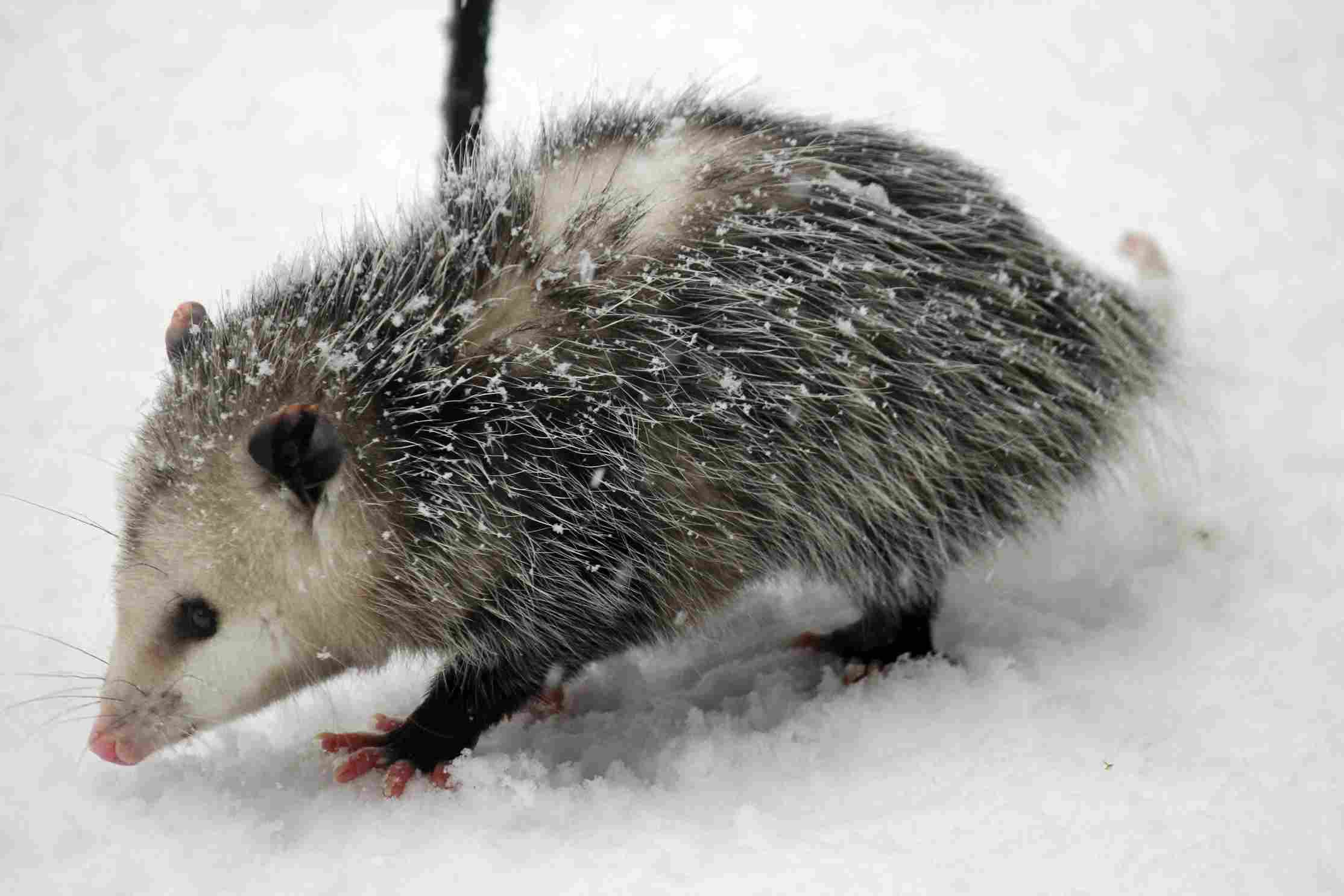 possum pest during winter possum pest during winter