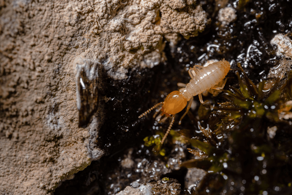 Spring Pest Post image Spring Pest Post image