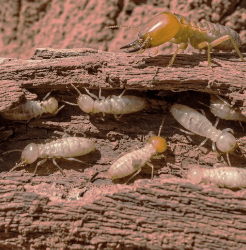 termite seasonal pest activity