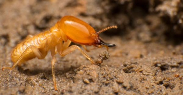Knockdown Pest Control Sydney