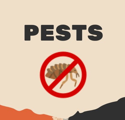Knockdown Pest Control Sydney