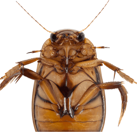 Knockdown Pest Control Sydney