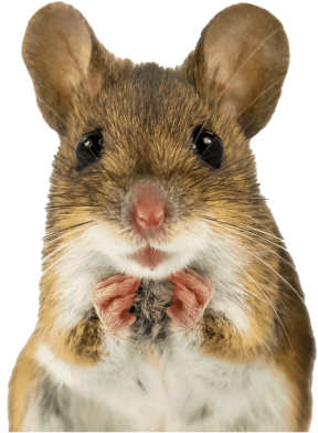 Knockdown Pest Control Sydney