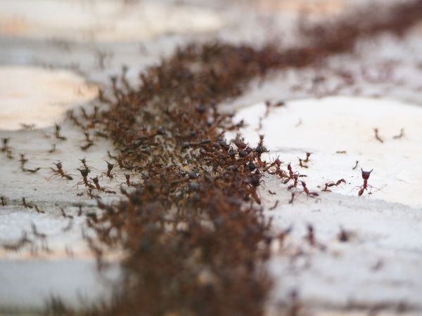 Dense trail of ants crossing a weathered timber surface
