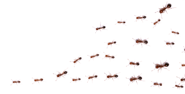 Pest Control Sydney Pest Control Sydney