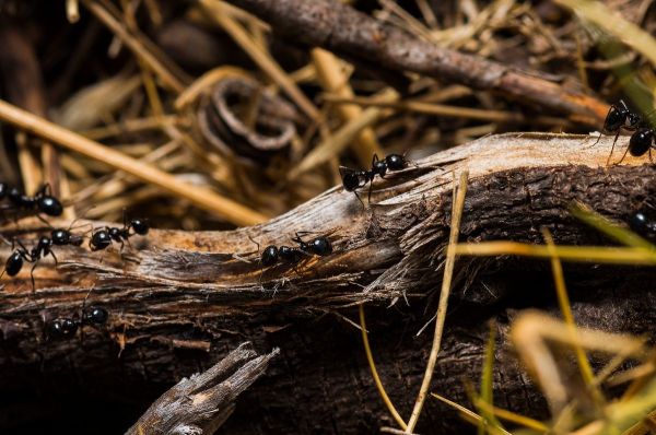 Black ants foraging along a fallen branch in a garden bed