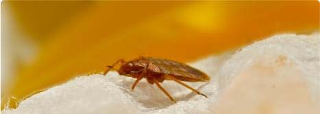 Pest Control Sydney Pest Control Sydney
