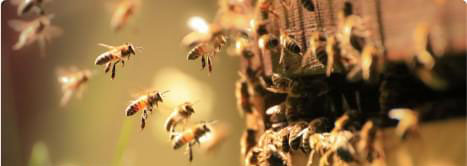 Pest Control Sydney Pest Control Sydney