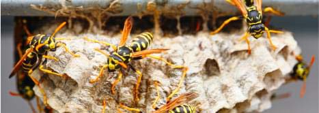 Pest Control Sydney Pest Control Sydney