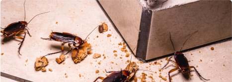 Pest Control Sydney Pest Control Sydney