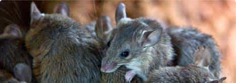 Pest Control Sydney Pest Control Sydney