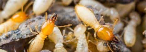 Pest Control Sydney Pest Control Sydney