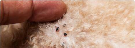 Pest Control Sydney Pest Control Sydney