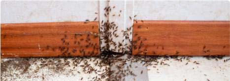 Pest Control Sydney Pest Control Sydney