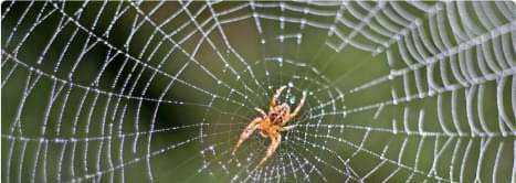 Pest Control Sydney Pest Control Sydney