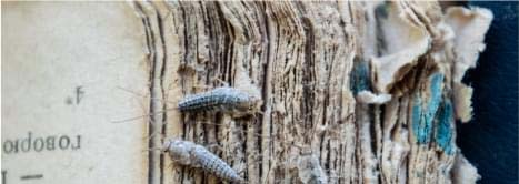 Pest Control Sydney Pest Control Sydney