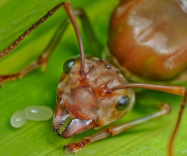Macro shot of a queen ant beside her eggs on a green leaf