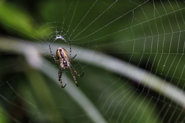 Close-up of a spider sitting in the centre of its web in a Sydney garden