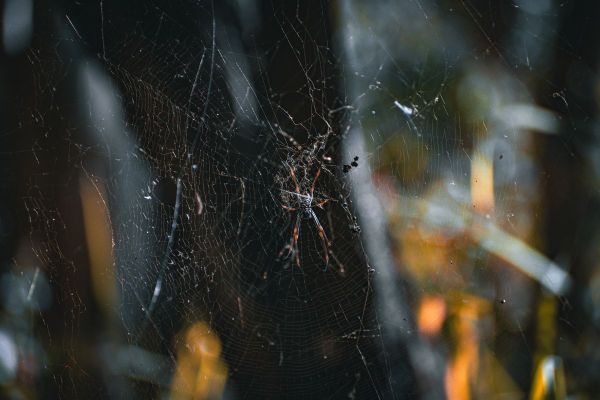 Spider web stretched across a dark, sheltered gap, the kind of spot dangerous spiders hide in