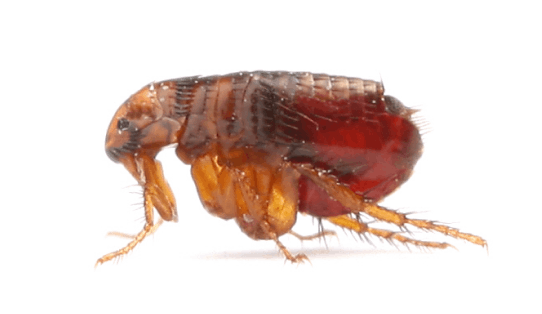 Knockdown Pest Control Sydney