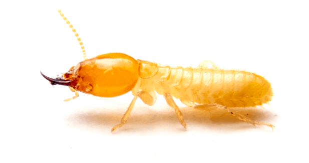 Knockdown Pest Control Sydney