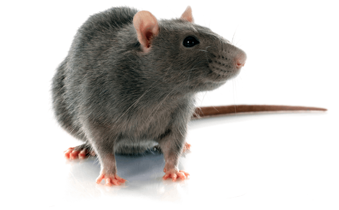 Knockdown Pest Control Sydney