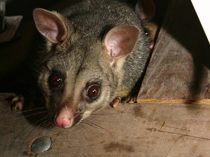 Deck & Subfloor Possum Exclusion