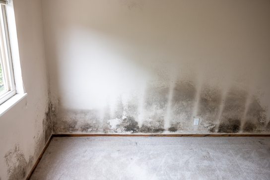 Knockdown Pest Control Sydney