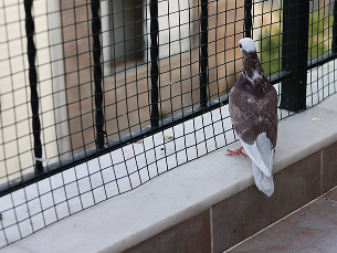 Residential Bird Netting Residential Bird Netting