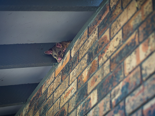 Roof Possum Proofing