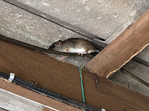 Roof Rodent Proofing