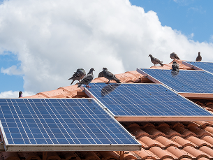 Solar Panel Bird Proofing Solar Panel Bird Proofing