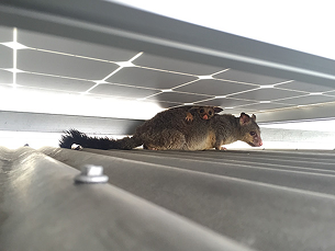 Solar Panel Possum Protection