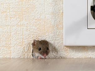 Subfloor Rodent Exclusion