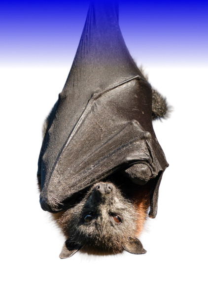 Bat Exclusion Netting
