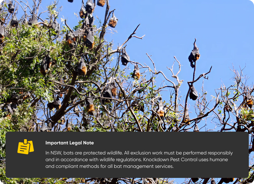 Why Bat Exclusion Is Necessary Why Bat Exclusion Is Necessary
