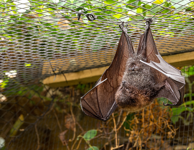 Bat Exclusion Netting Sydney Bat Exclusion Netting Sydney