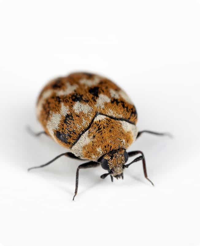 Carpet Beetles Pest Control Sydney