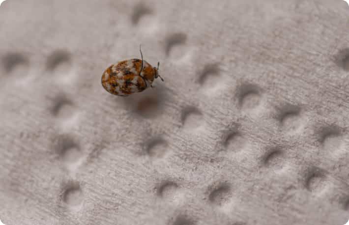 Carpet Beetles Pest Control Sydney