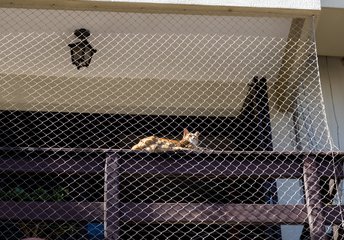 Balcony Cat Enclosures Balcony cat enclosure netting in Sydney
