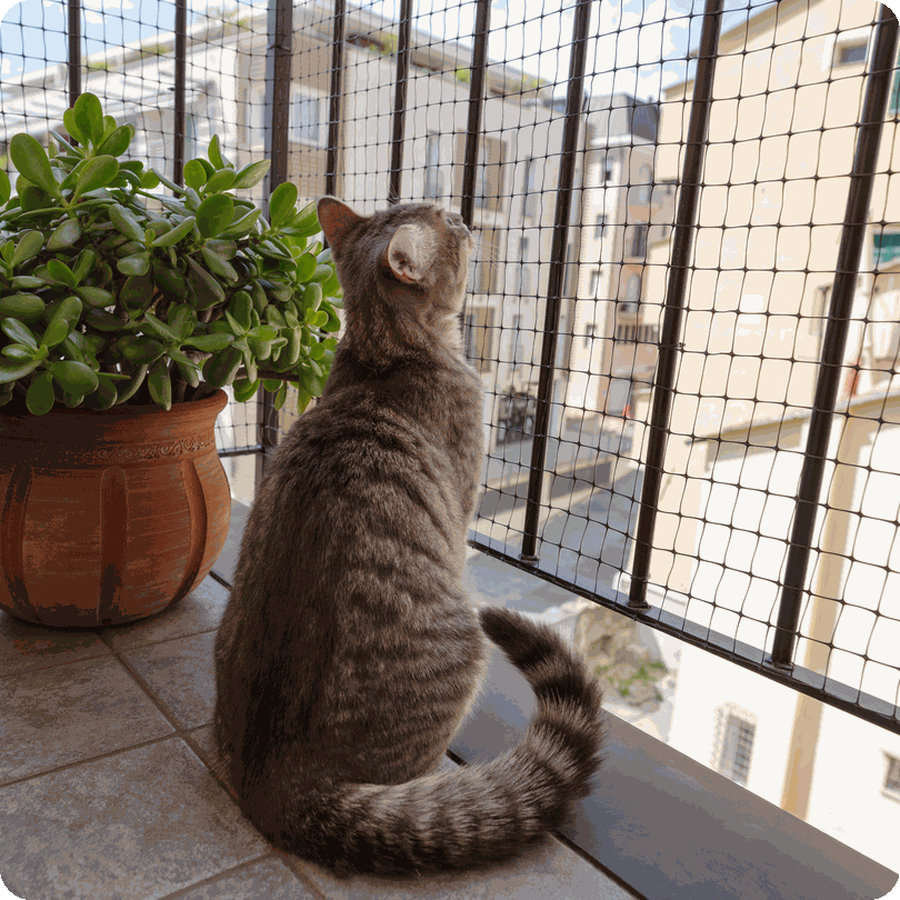 Cat looking out through balcony netting