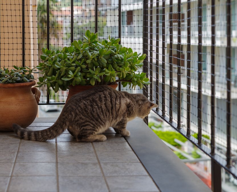 Why Cat Enclosure Netting Is Essential Cat behind protective balcony netting