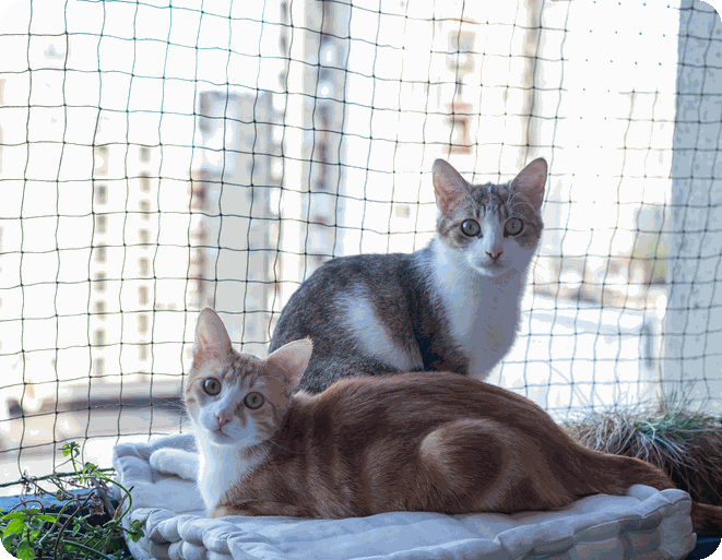 Cat & Pet Netting Sydney Two cats resting safely behind balcony cat netting