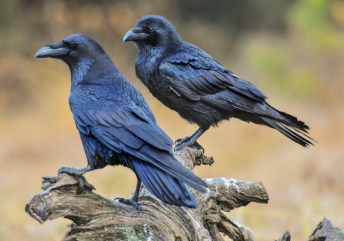 Crows and Ravens Crows and Ravens
